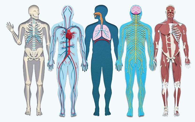Illustration of five human body systems side by side: skeletal, circulatory, respiratory, nervous and muscular.